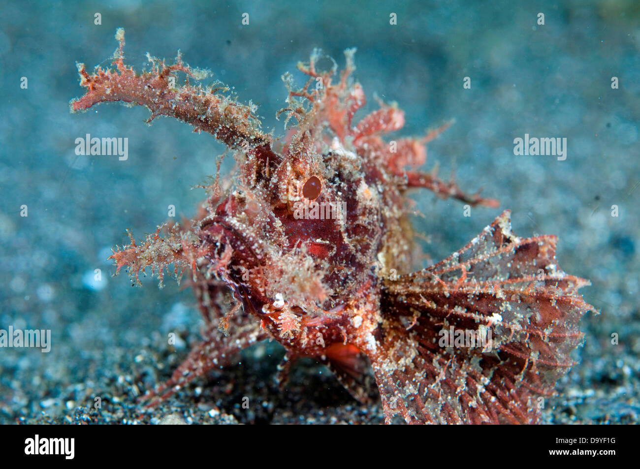 Ambon Scorpionfish, Pteroidichthys amboinensis, Face on view resting on sand, Lembeh Strait, Sulawesi, Indonesia Stock Photo