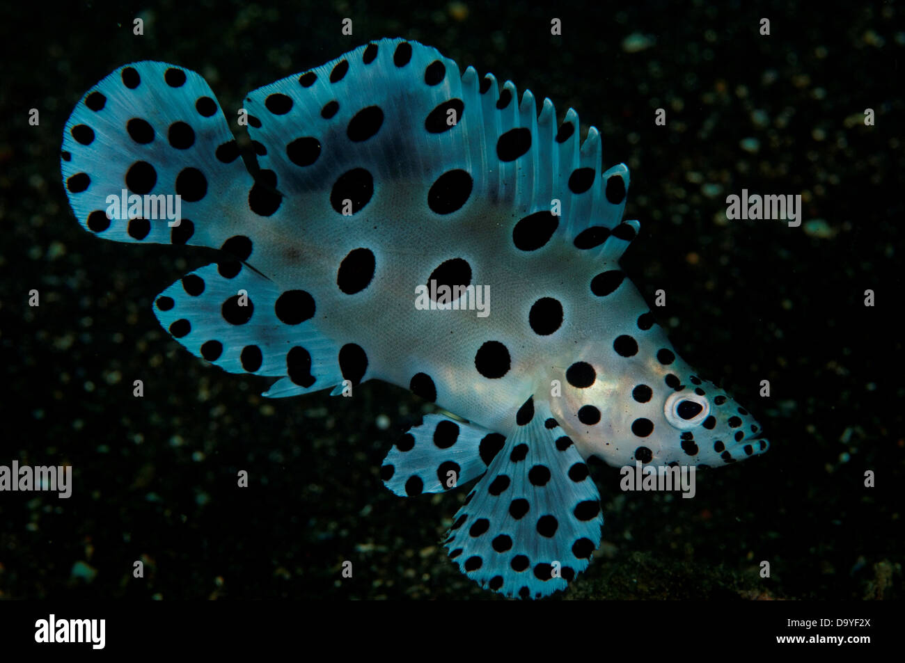 Mouse fish hi-res stock photography and images - Alamy