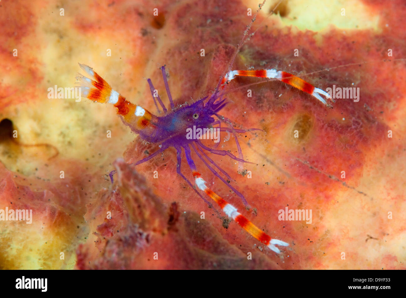 Blue boxer Shrimp, Stenopus tenuirostris, Individual on coral sponge, Lembeh Strait, Sulawesi, Indonesia Stock Photo