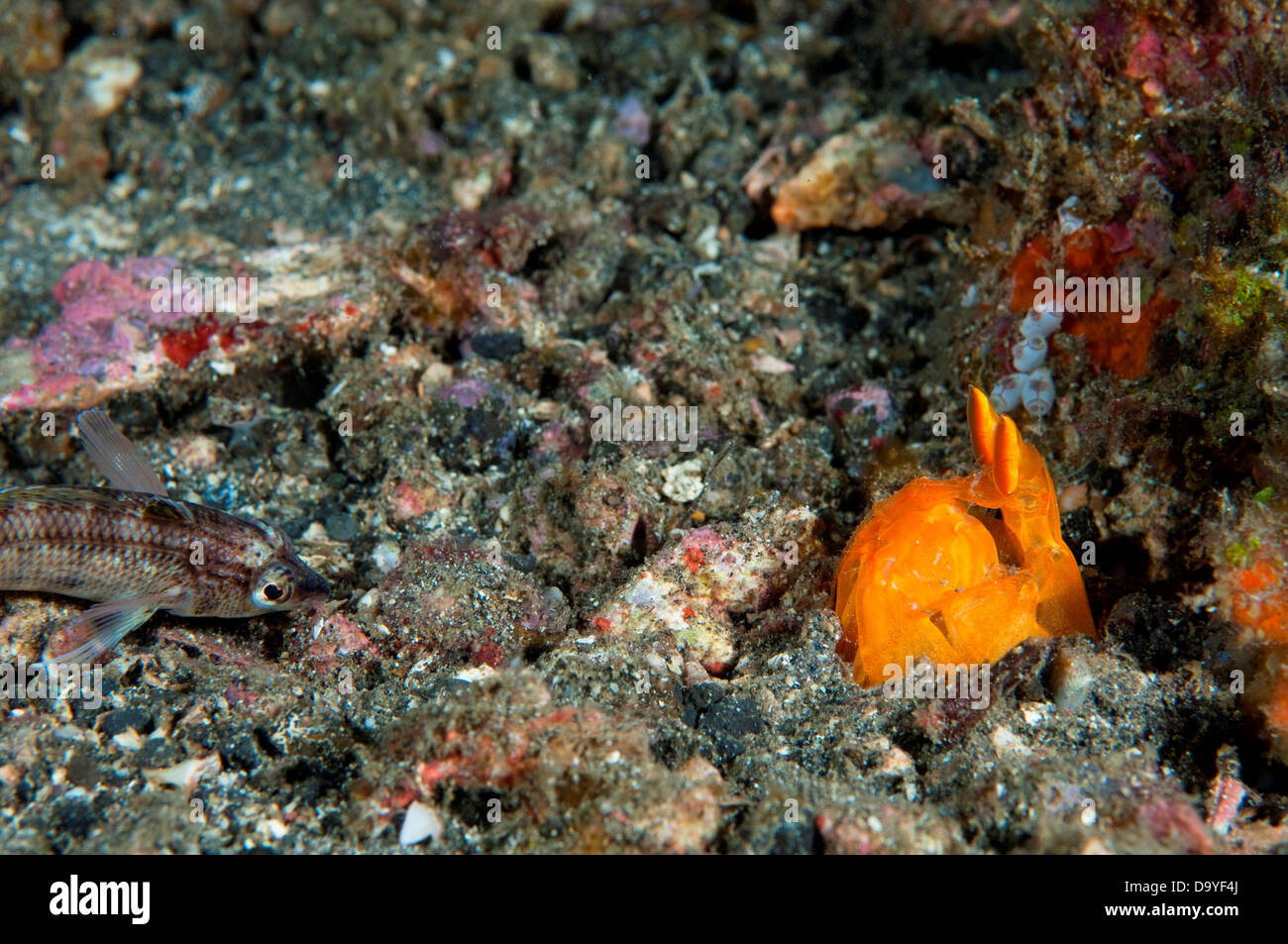 Spearing Mantis Shrimp, Lysiosquilloides Sp., Hidden in burrow watching fish, Lembeh Strait, Sulawesi, Indonesia Stock Photo