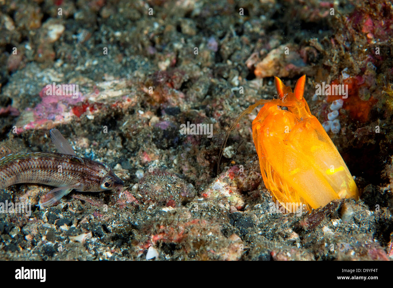 Spearing Mantis Shrimp, Lysiosquilloides Sp., Coming out of burrow hunting fish, Lembeh Strait, Sulawesi, Indonesia Stock Photo