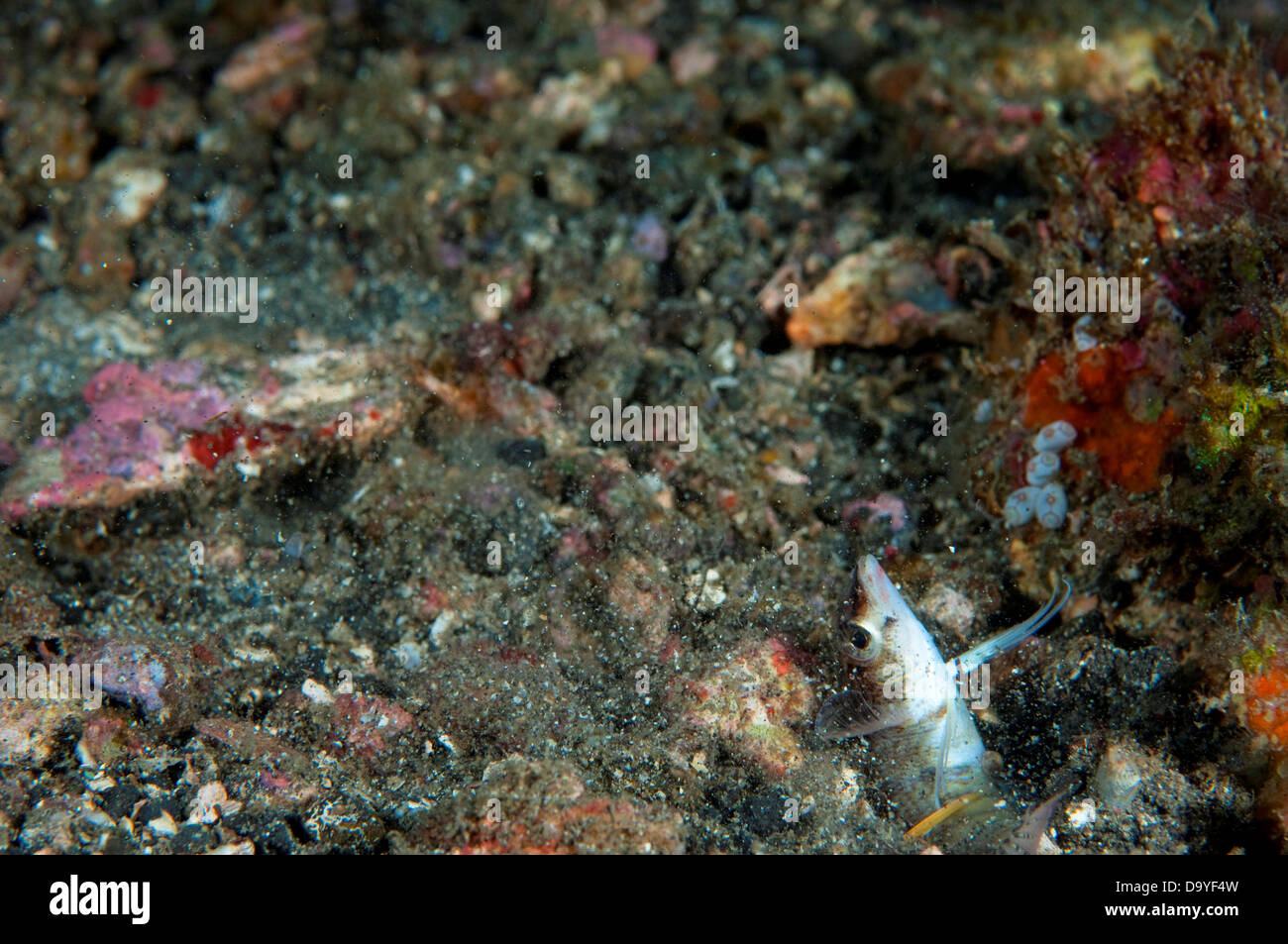 Spearing Mantis Shrimp, Lysiosquilloides Sp., Spearing fish into burrow, Lembeh Strait, Sulawesi, Indonesia Stock Photo