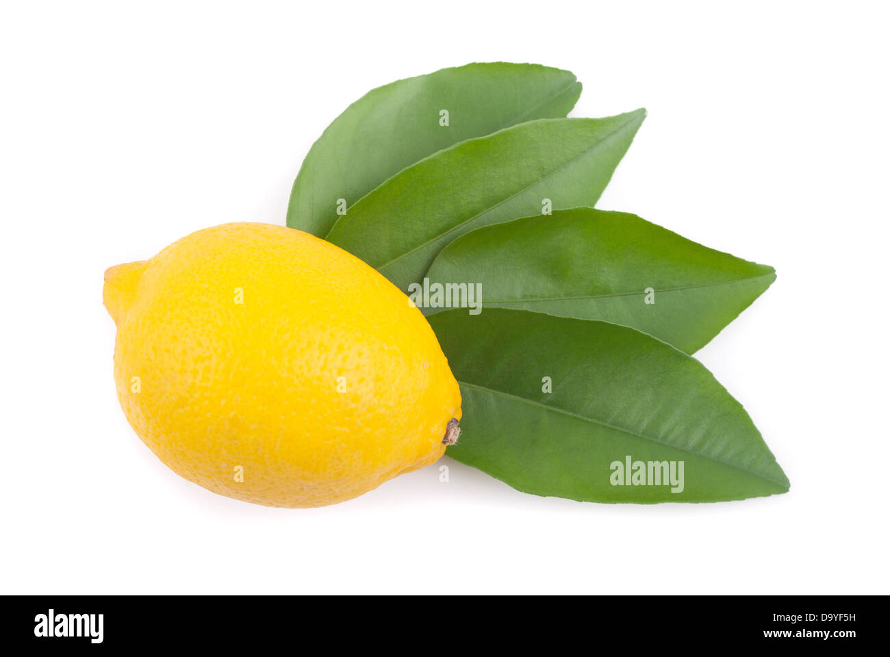 Lemon with leaves on a white background Stock Photo - Alamy