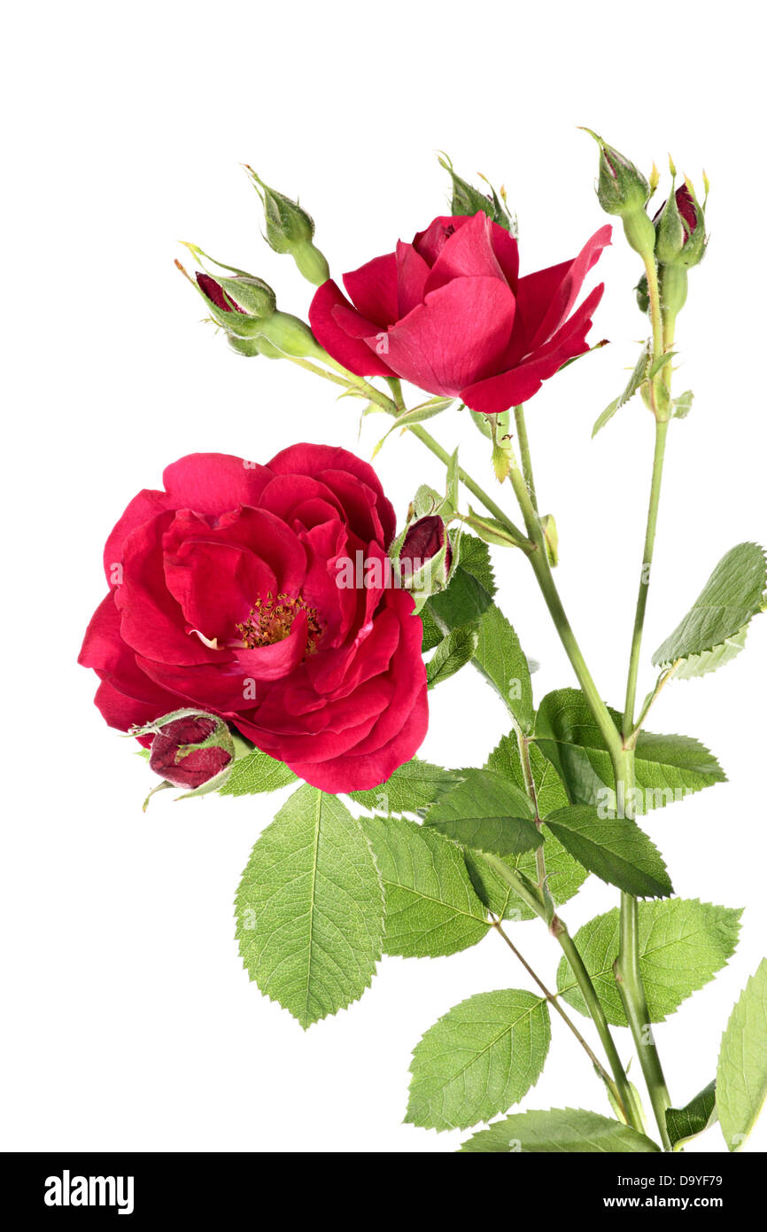 Climbing red rose hi-res stock photography and images - Alamy