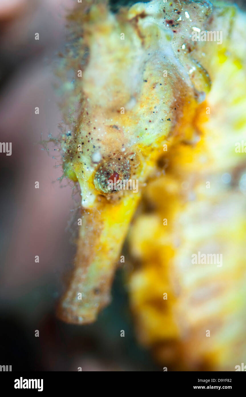 Spotted Seahorse, Hippocampus kuda, Close up profile of head, Lembeh Strait, Sulawesi, Indonesia Stock Photo