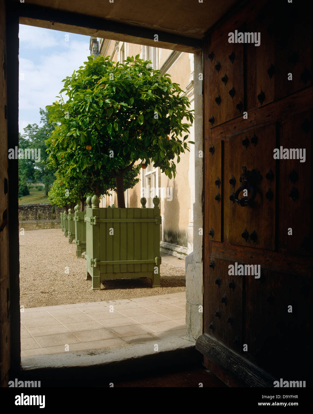 View through open door to trees in wooden planters outside 