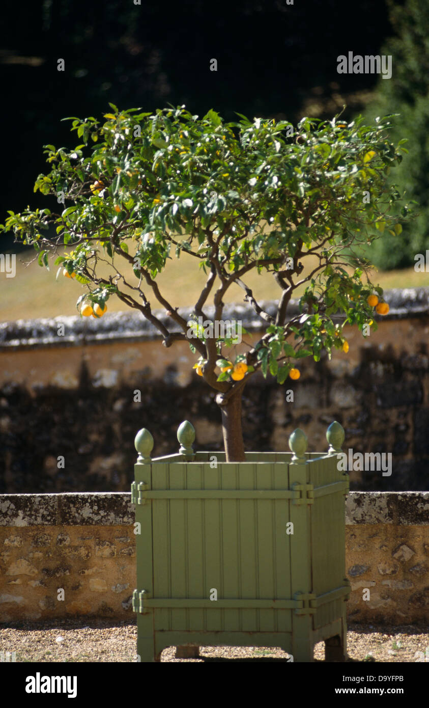 Closeup of lemon tree in wooden planter Stock Photo Alamy