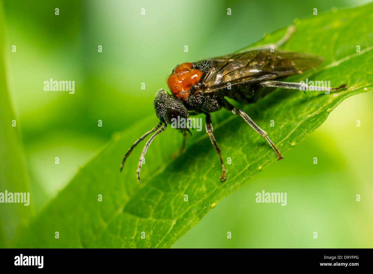 Portrait of a bug Stock Photo