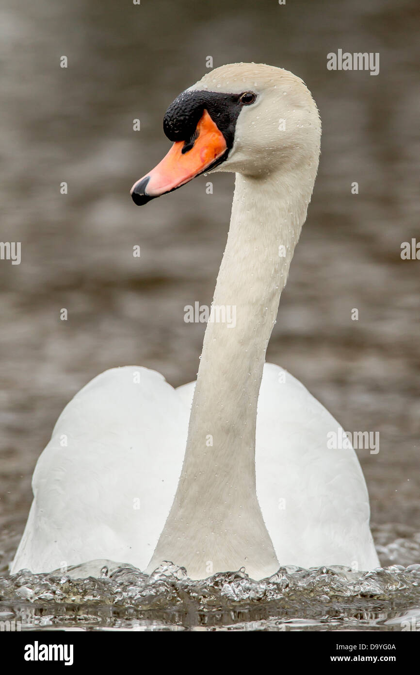 UK, England, Norfolk, Mute Swan (Cygnus olor) portrait Stock Photo