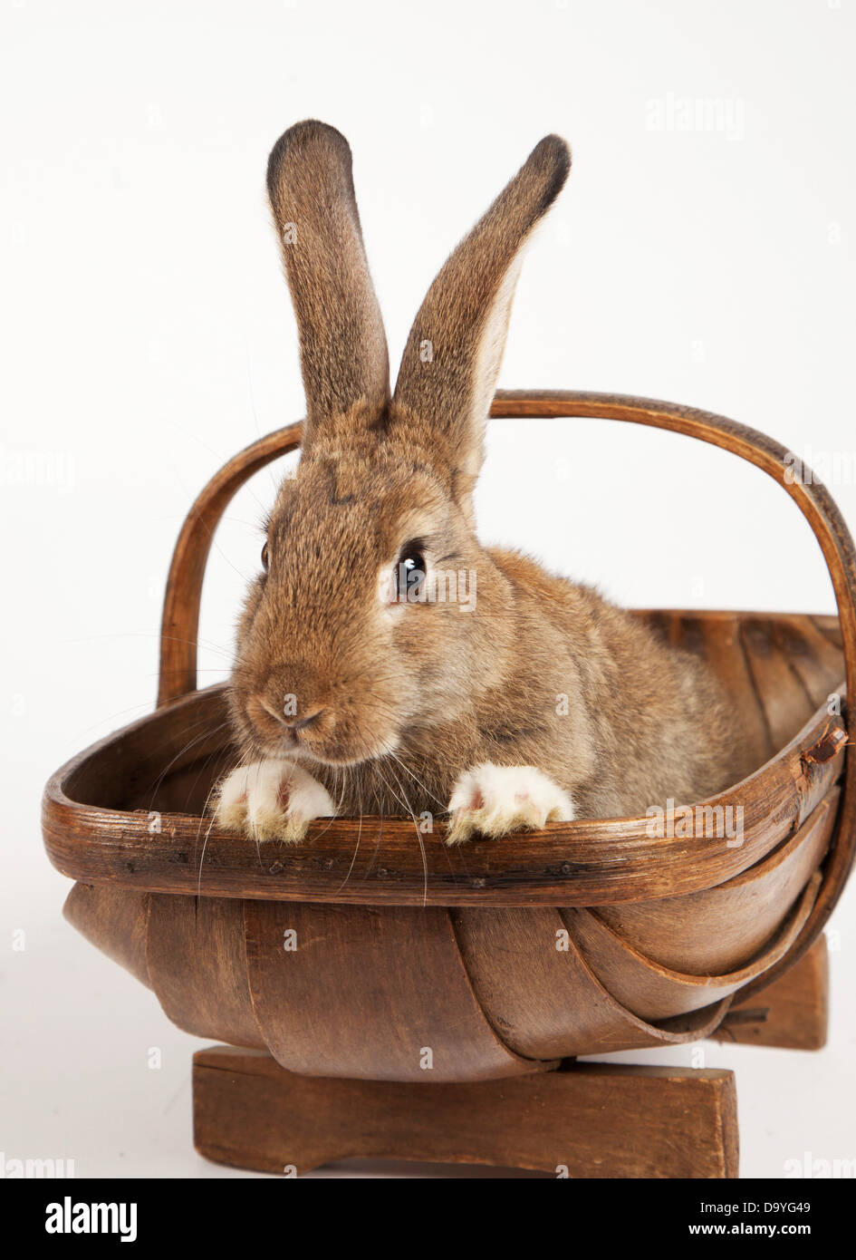 European Rabbit (Oryctolagus cuniculus) in bucket Stock Photo - Alamy
