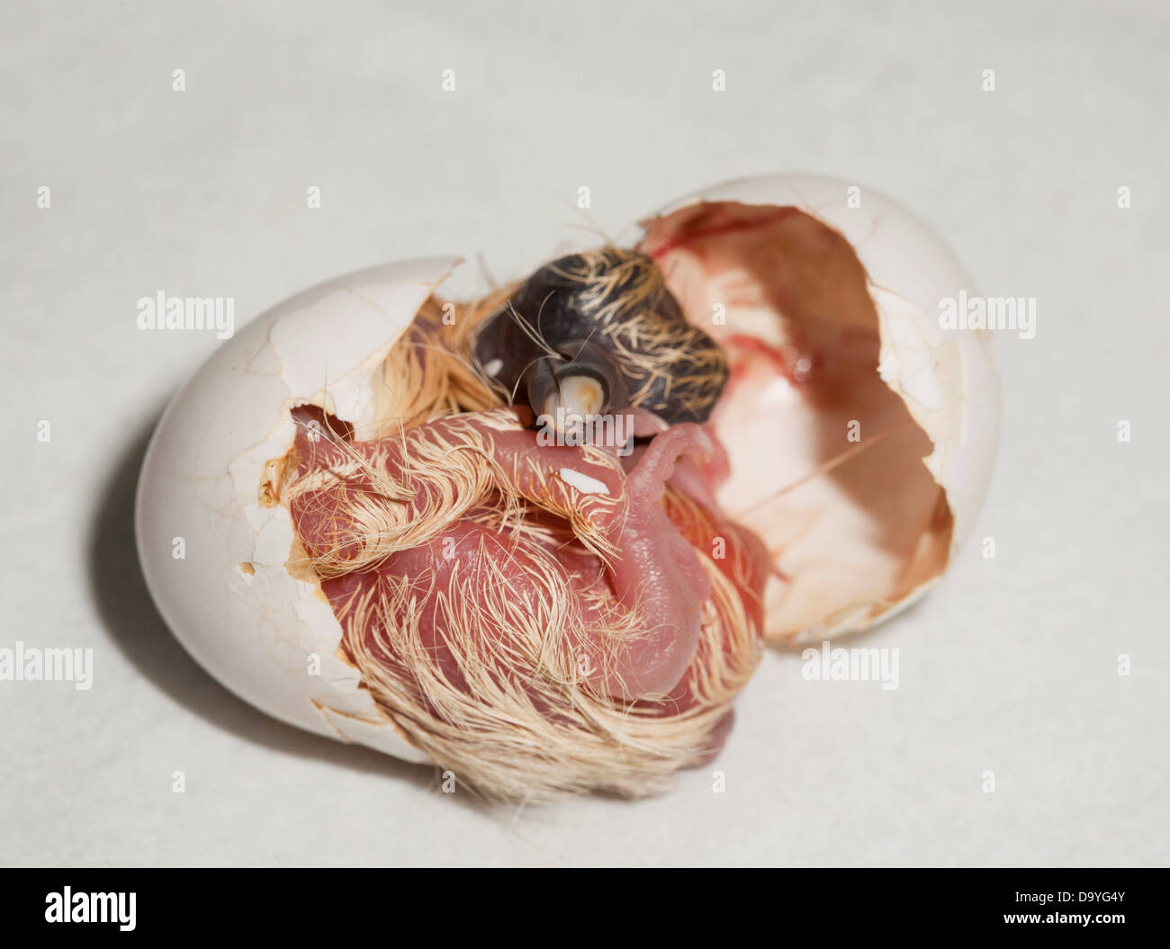 Barn Swallow (Hirundo rustica) chick springing from egg Stock Photo
