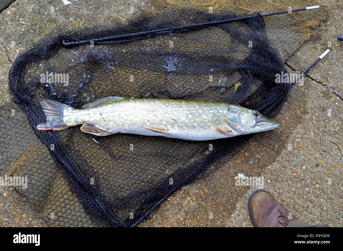 United Kingdom, England, Norfolk, Pike (Esox lucius) fish in landing net Stock Photo