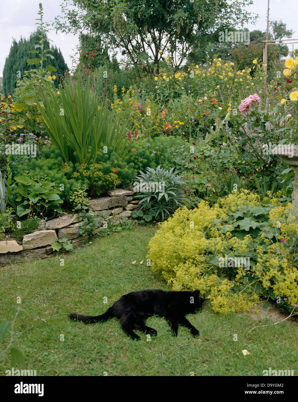 3dRose Shady Cat Black and White Cat Sleeping in The Shade with Pockets Full Length Apron apr_120426_4 Black 22 by 30-Inch 3dRose Shady Cat Black and White Cat Sleeping in The Shade with Pockets Full Length Apron apr_120426_4 Black 22 by 30-Inch