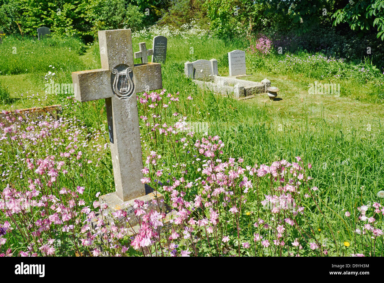 Wild flowers in the graveyard at St Nicholas church, Carlton Scroop