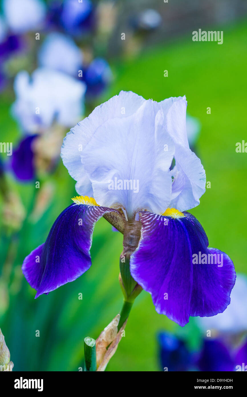 Garden iris bi colored light blue and dark blue Stock Photo