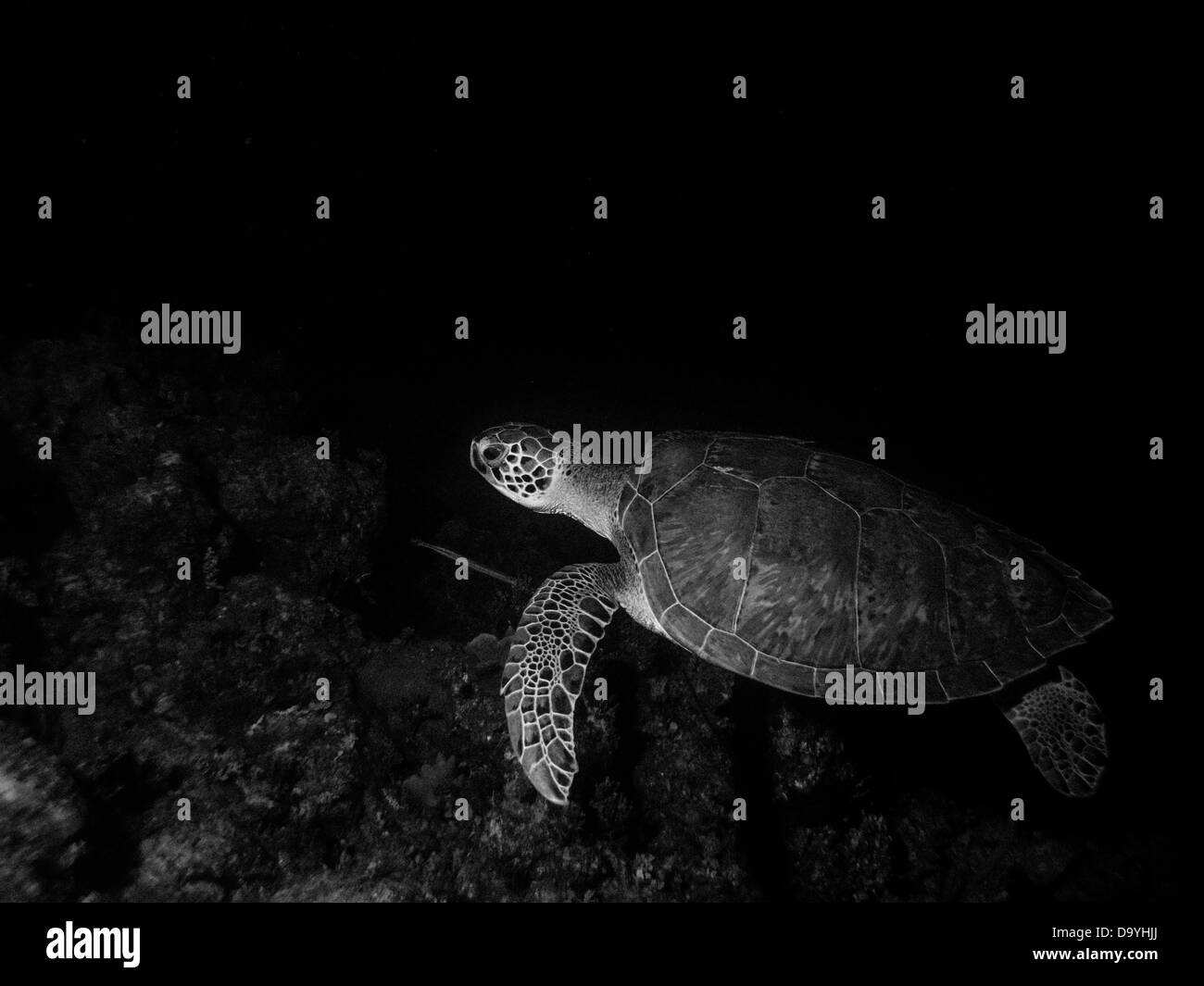 Turtle on Willaurie Wreck, Nassau, Bahamas Stock Photo