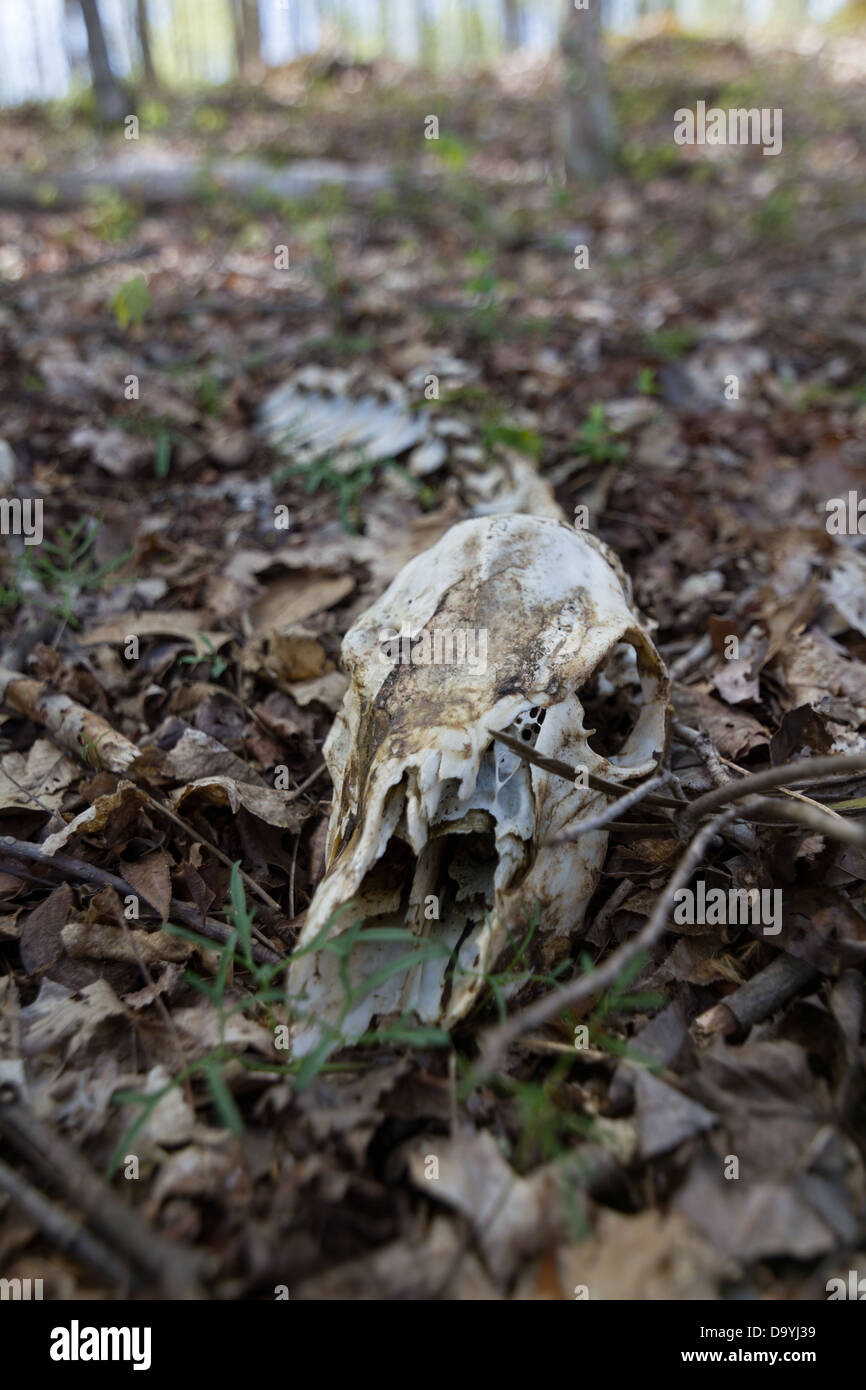 A deer skeleton on the forest floor Stock Photo