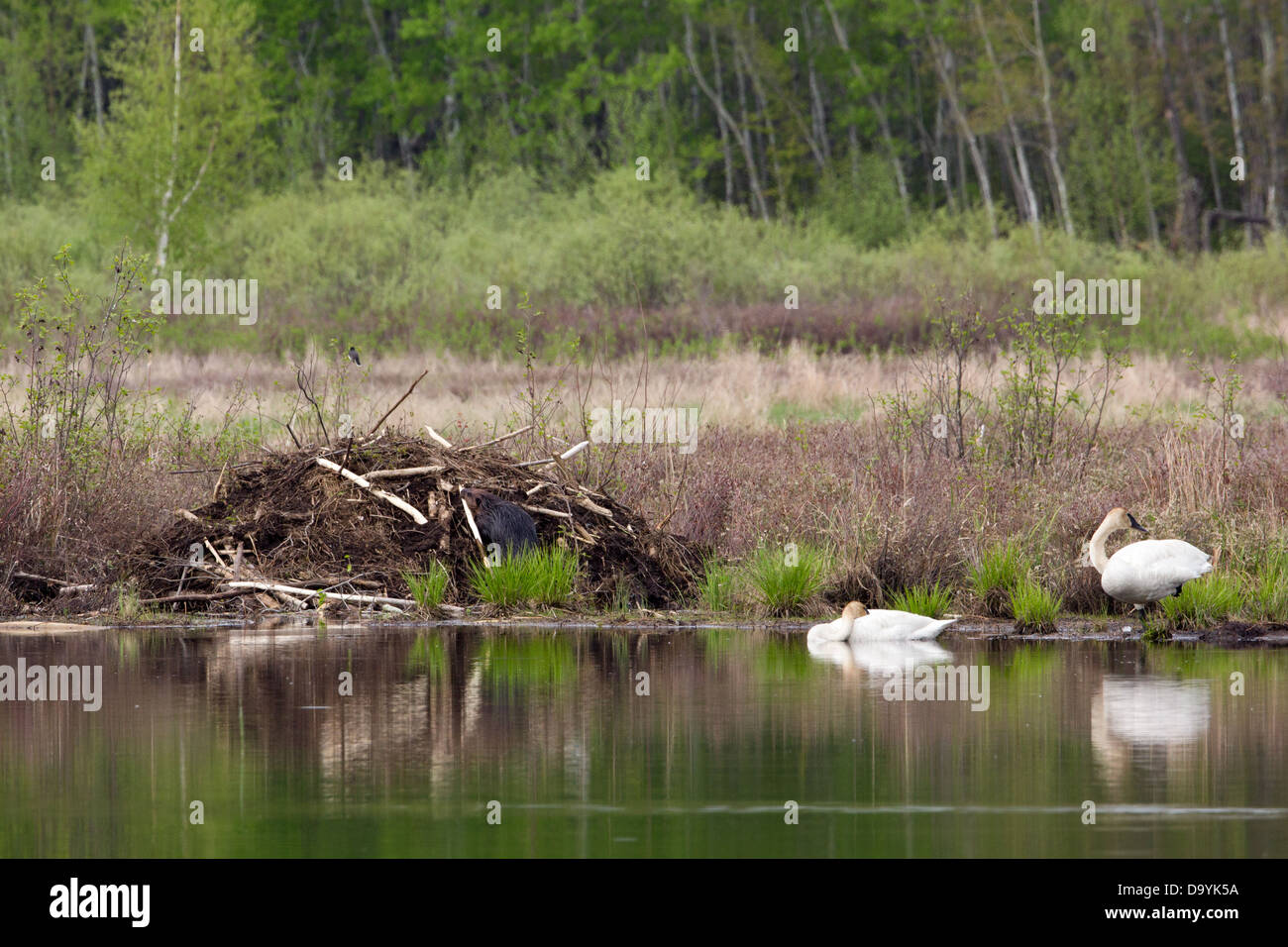 Trumpeter swans next to a beaver lodge Stock Photo