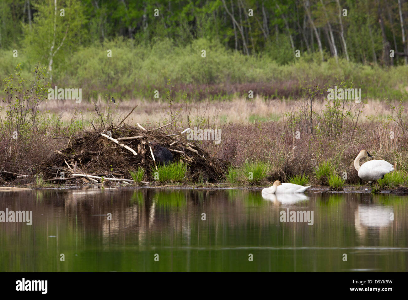 Mature beaver pics Mature beaver pics