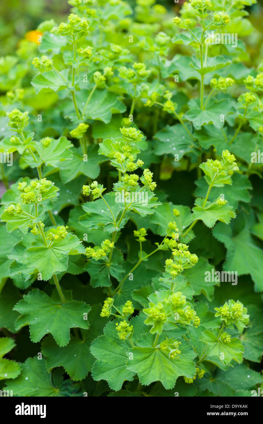 Lady's mantle. Alchemilla mollis Stock Photo