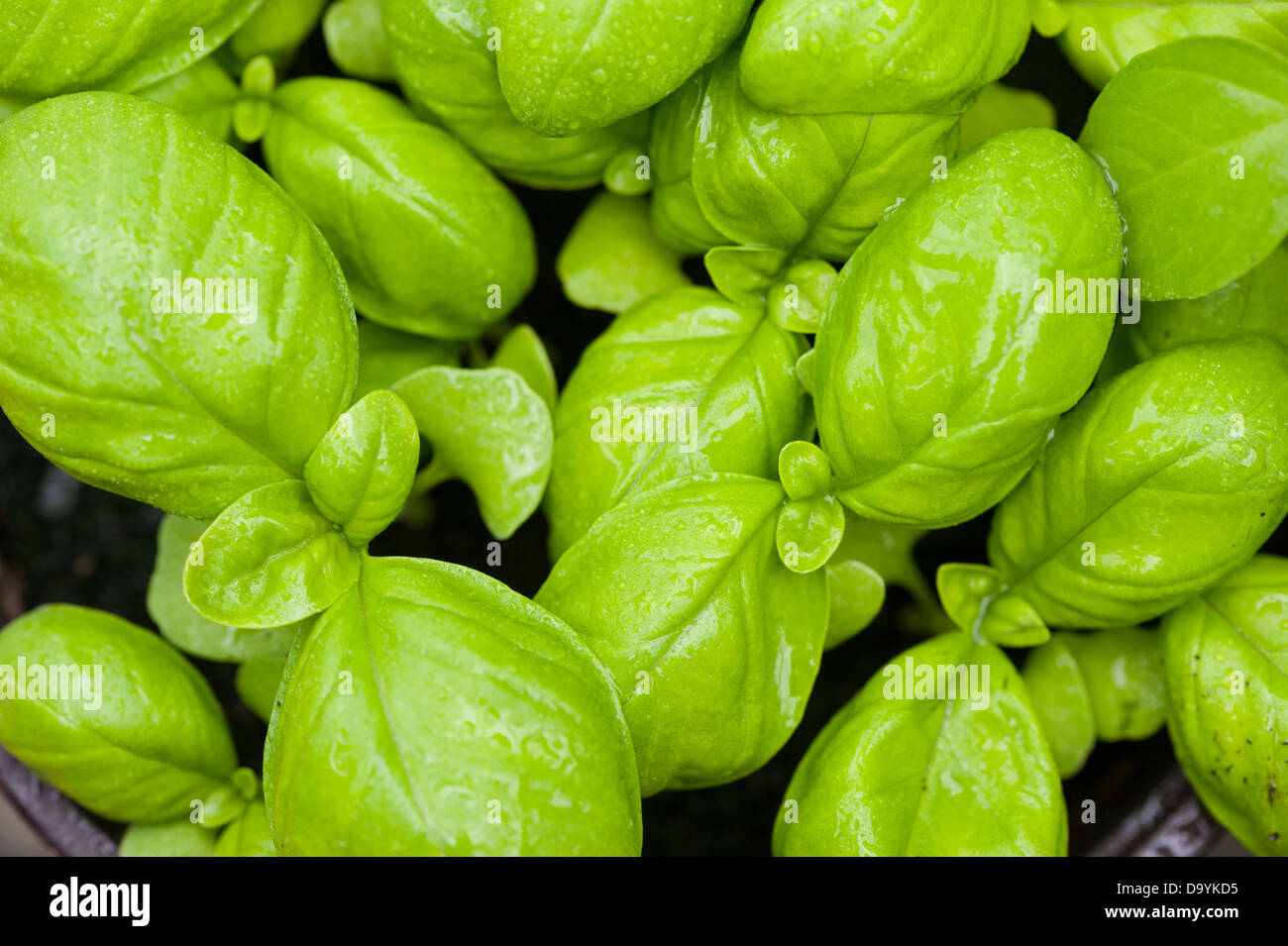 Sweet Basil Seedlings Stock Photo Alamy
