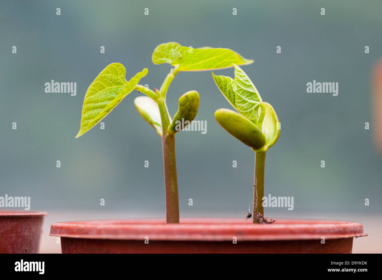 Young Low Bean plants Stock Photo Alamy