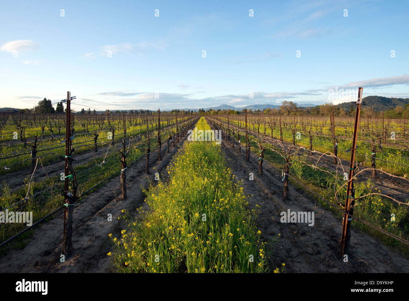Mustard flowers grow in a vineyard in the Dry Creek Valley appellation