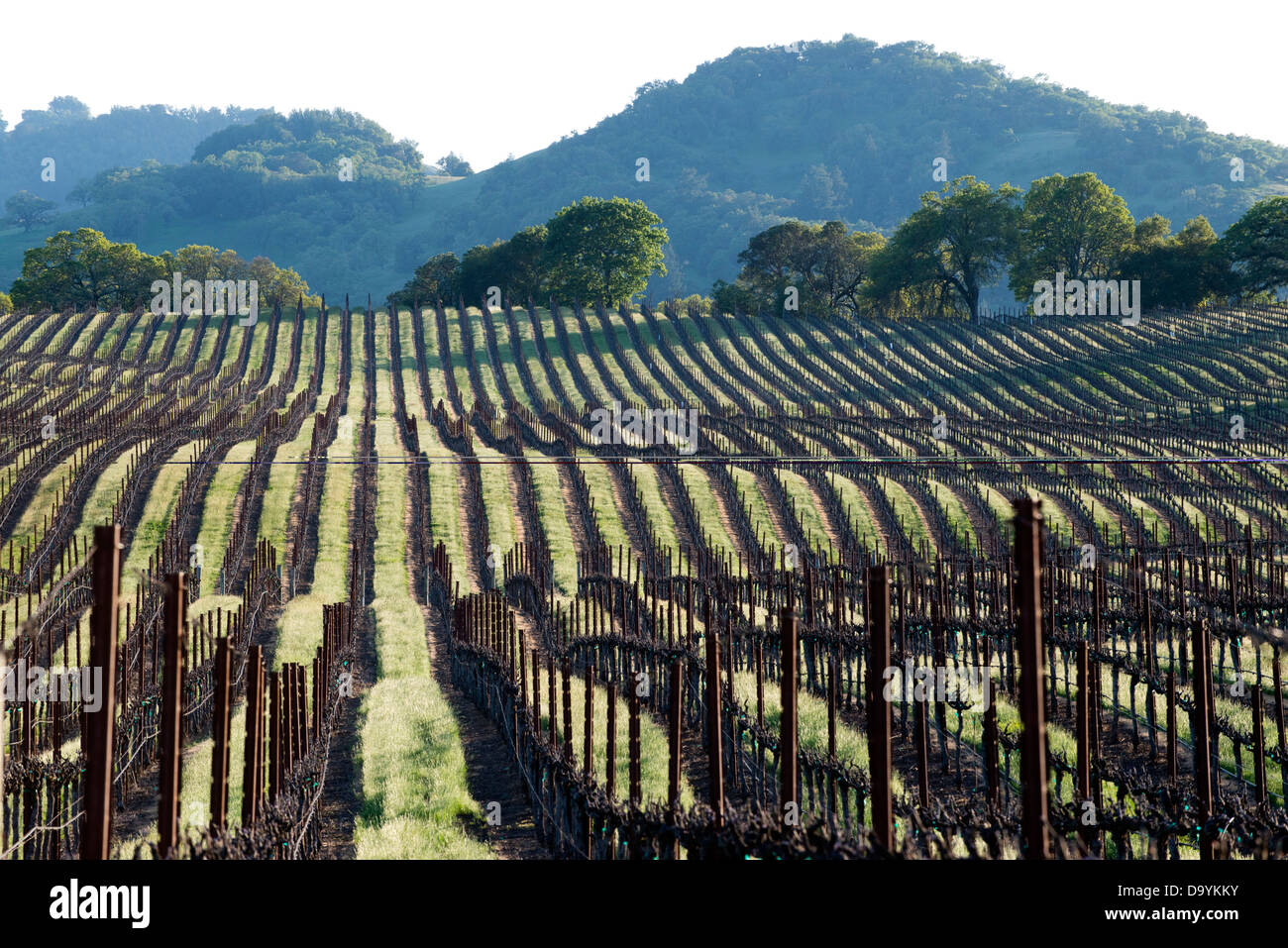 Looking out over a vineyard planted on rolling hills in the Alexander Valley appellation of the Sonoma Wine Country in the Sprin Stock Photo