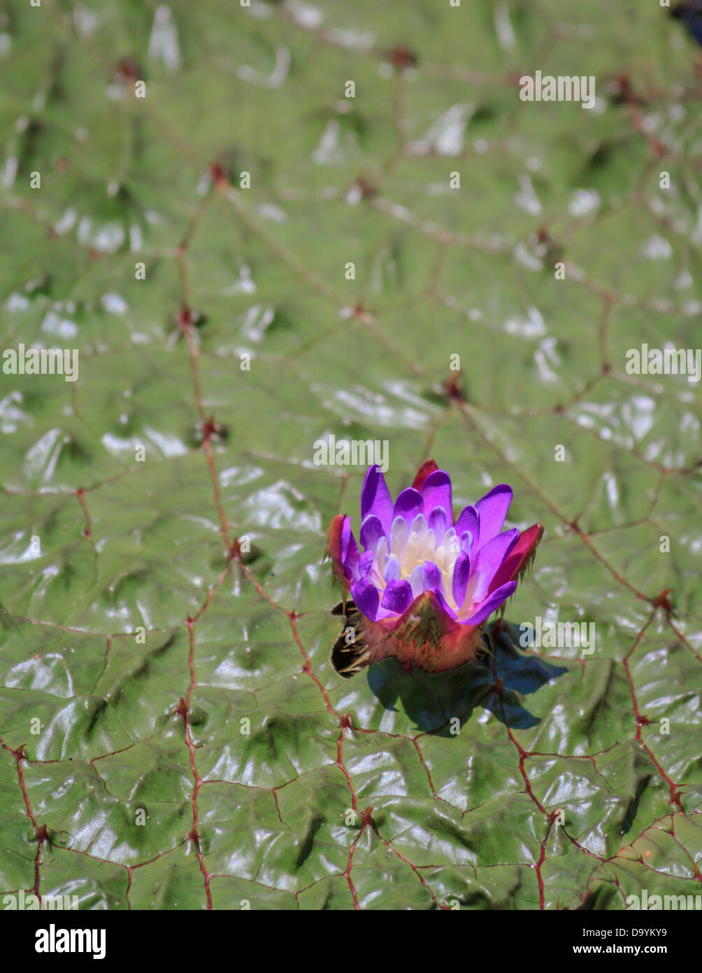 The prickly gorgon plant with a purple pink blossom Stock Photo