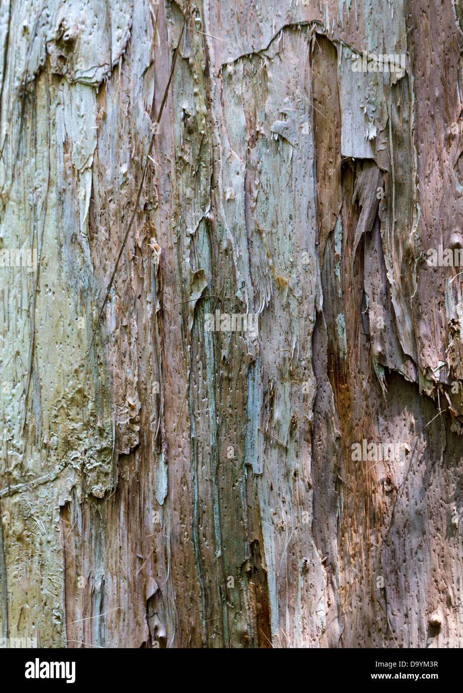 Unusual colored bark from an Australian paperbark tree Stock Photo