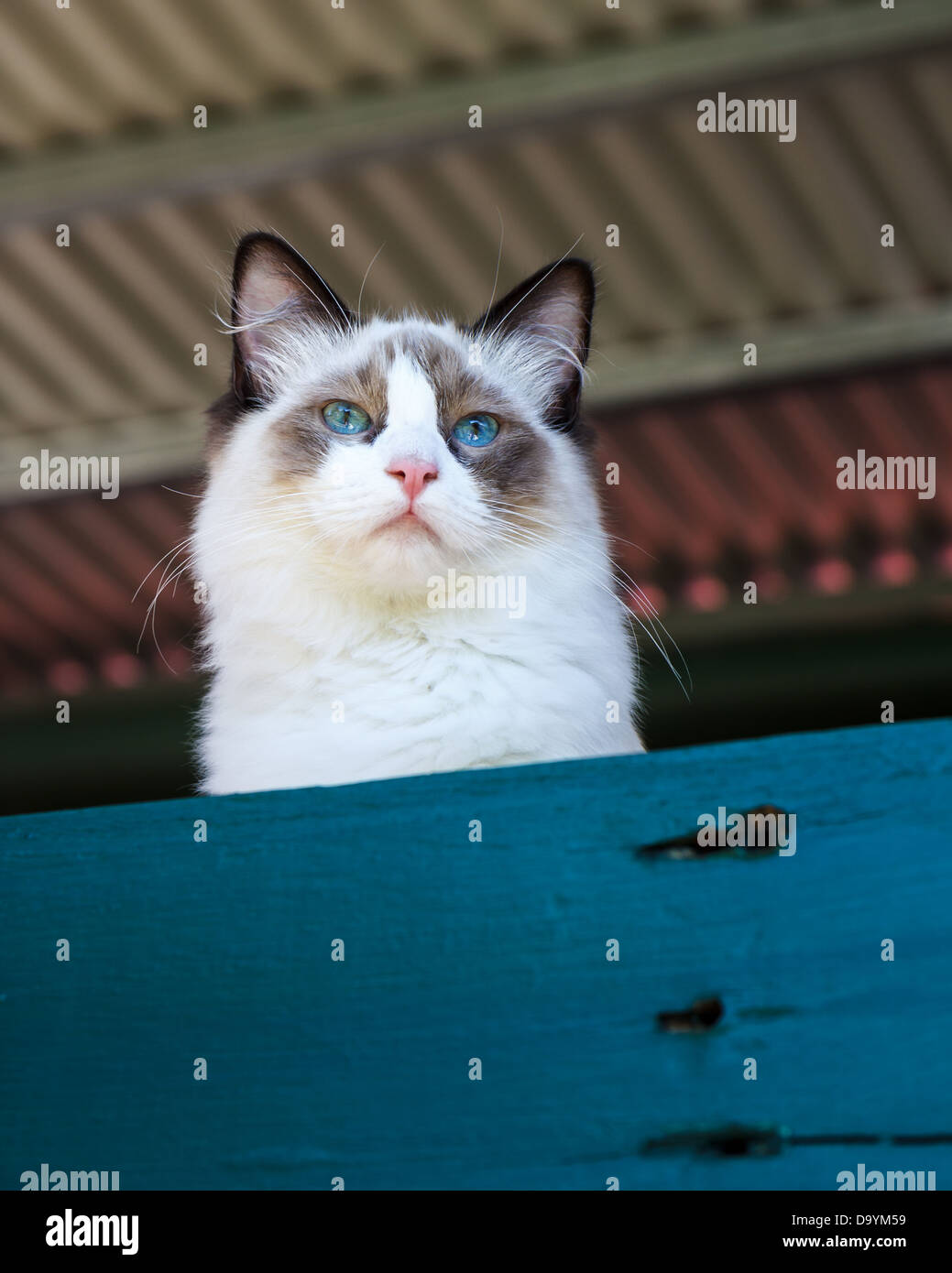 Bi Colour Cat Stock Photos Bi Colour Cat Stock Images Alamy