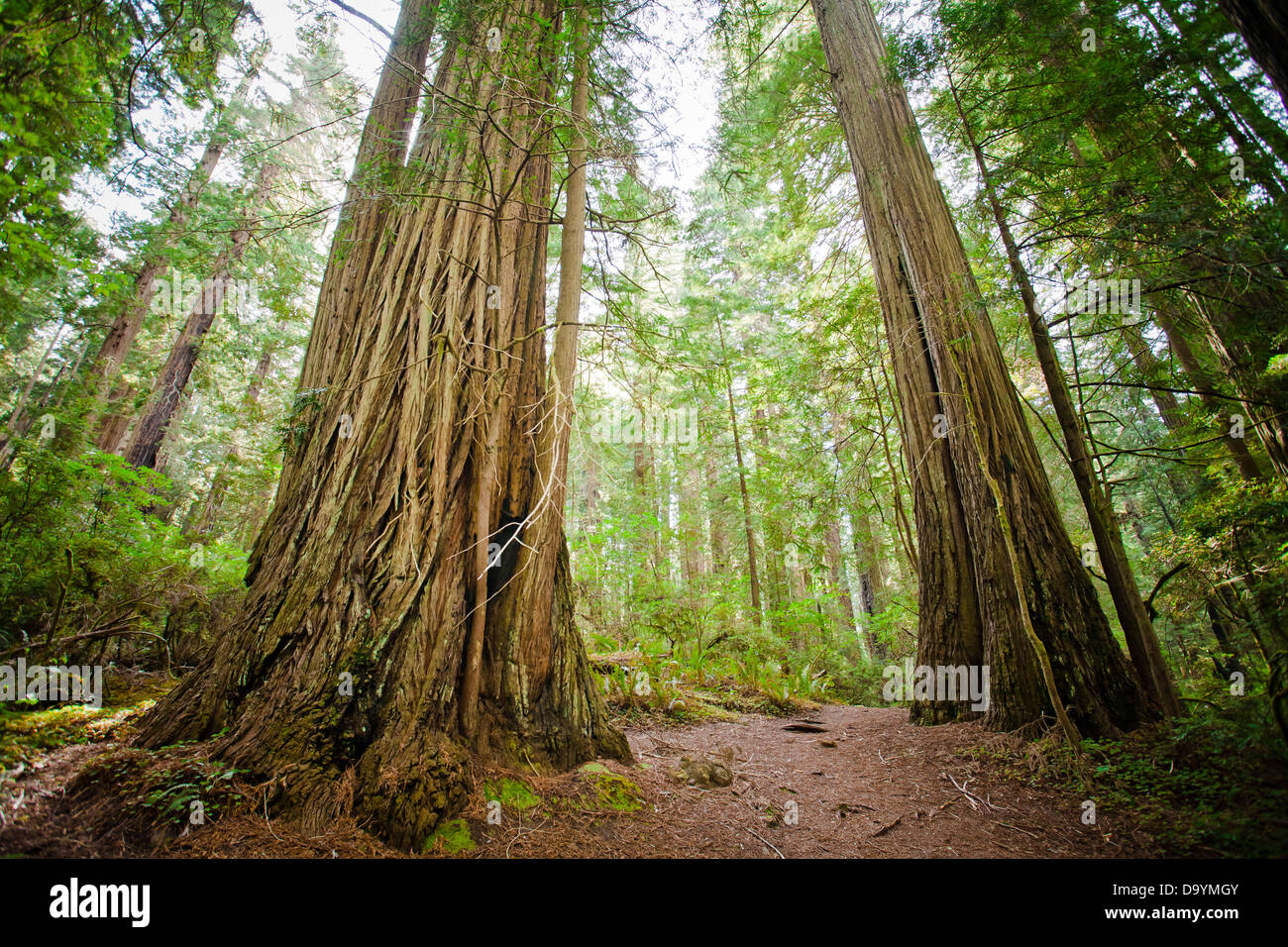A pathway winds between two giant Redwood trees in California's Redwoods Park. Stock Photo