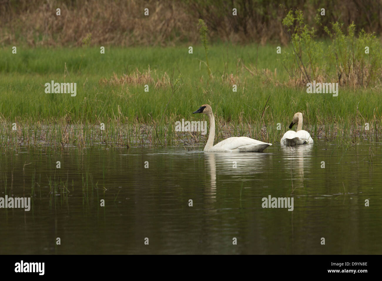 Pair of trumpeter swans swimming in a lake in northern Wisconsin Stock Photo Alamy