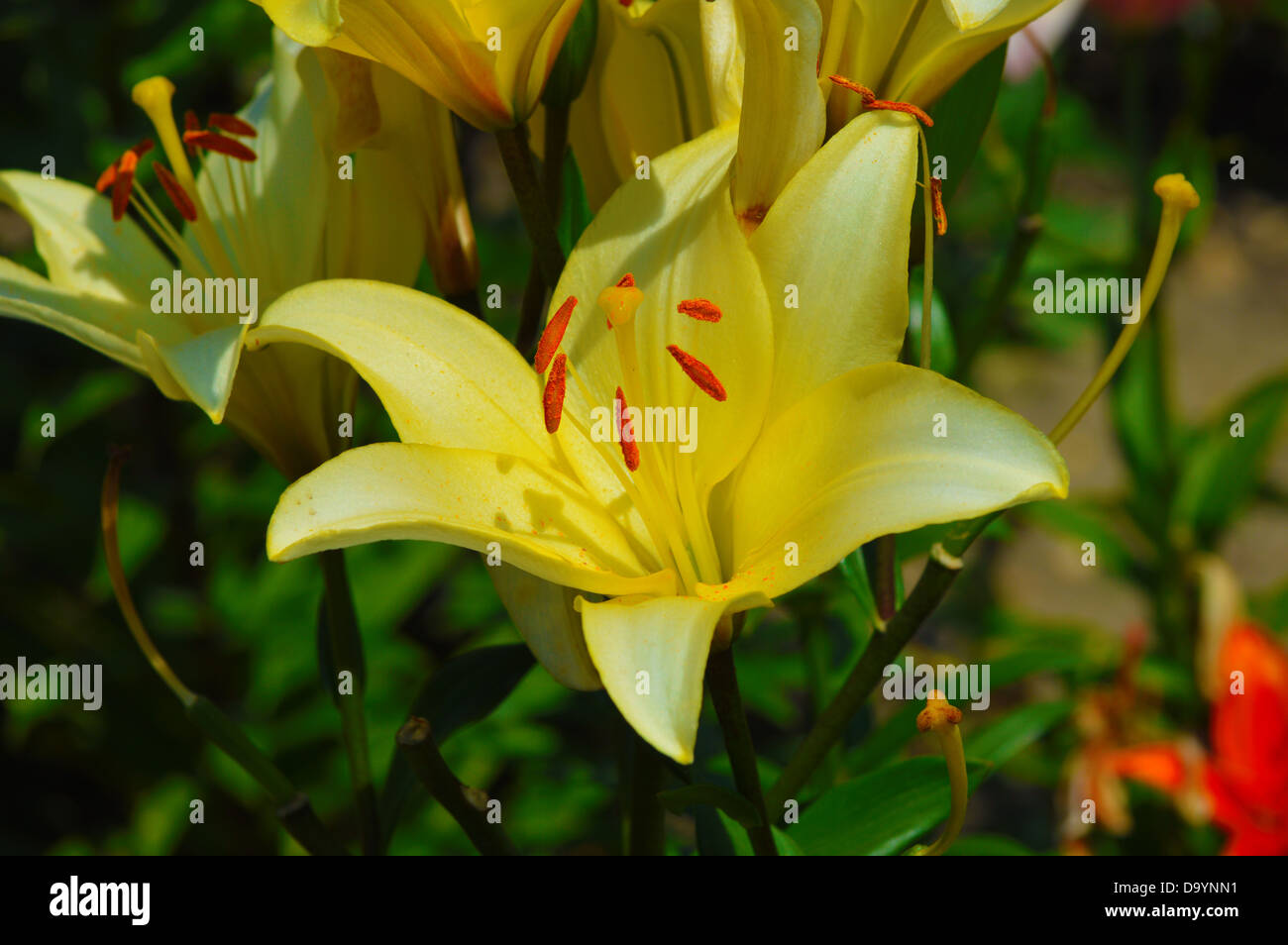 Lily, Lilies, Yellow, Nature, Flowers, Tropics, Pollen,Tropical Stock Photo