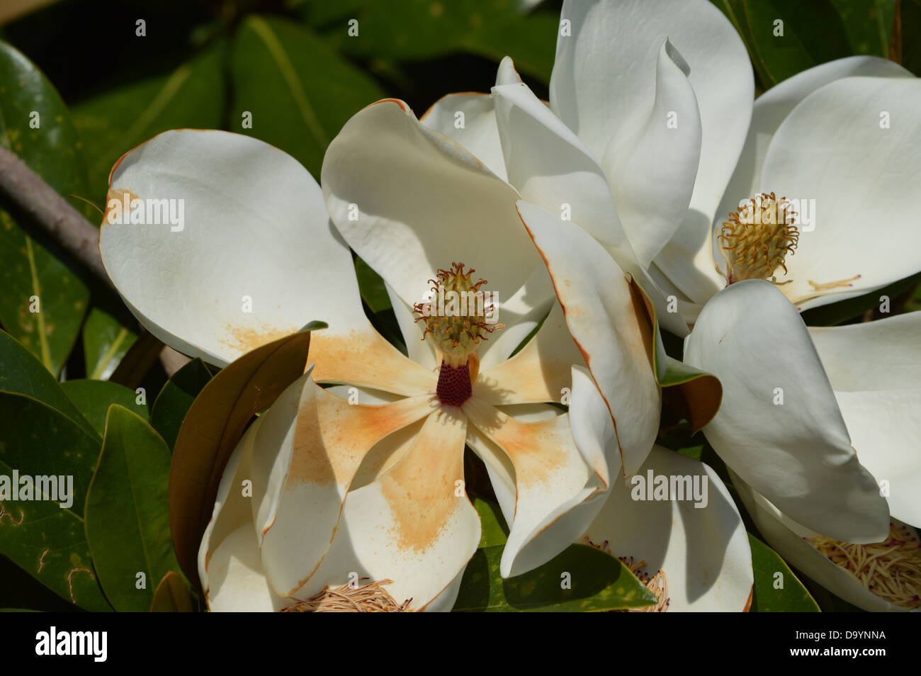 Magnolia, Bull Bay, Flower, White Flower, Hermaphrodite, Nature, Natural Stock Photo