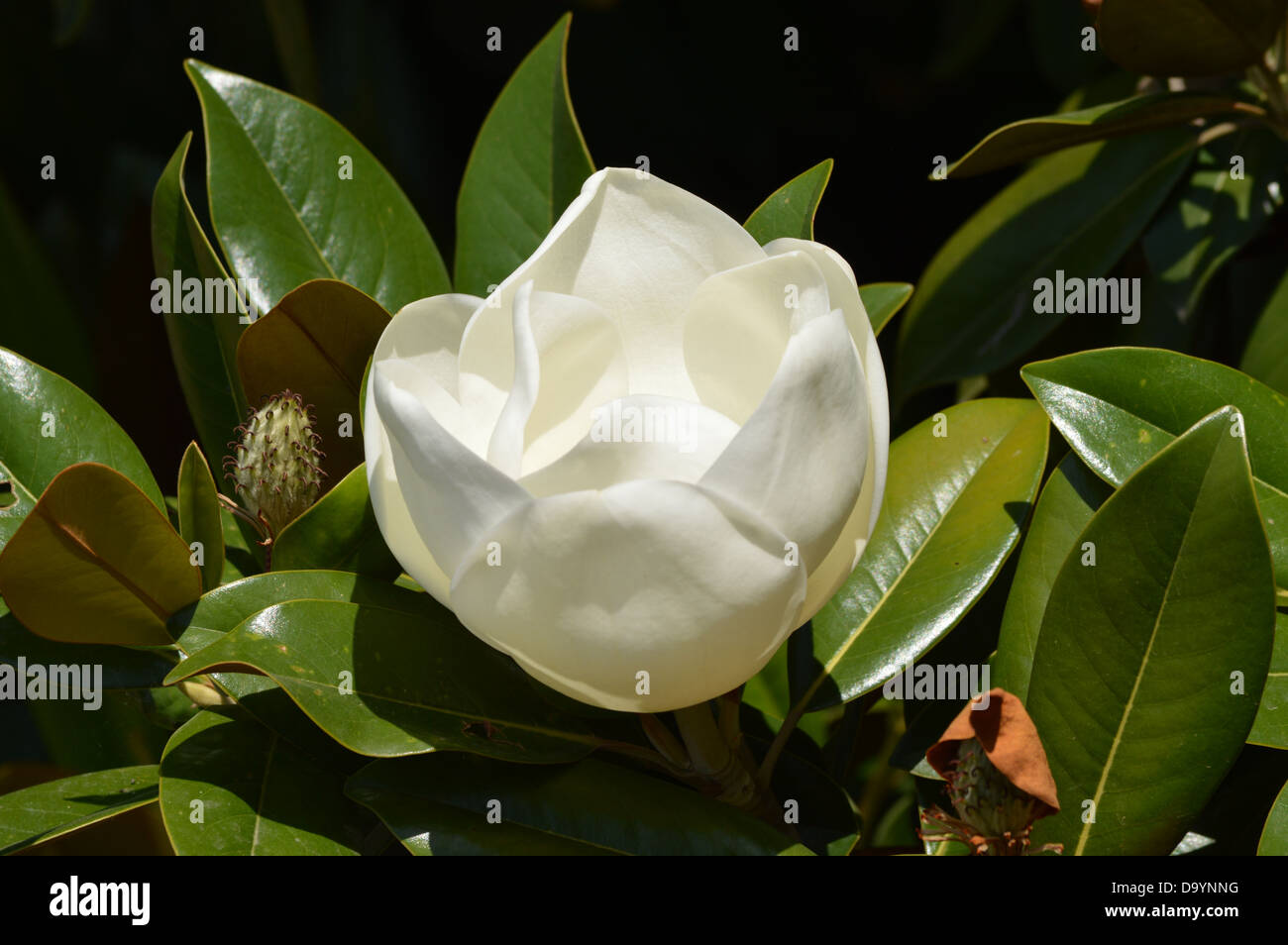 Magnolia, Flower, White Flower, Bull Bay, Nature, Natural Stock Photo