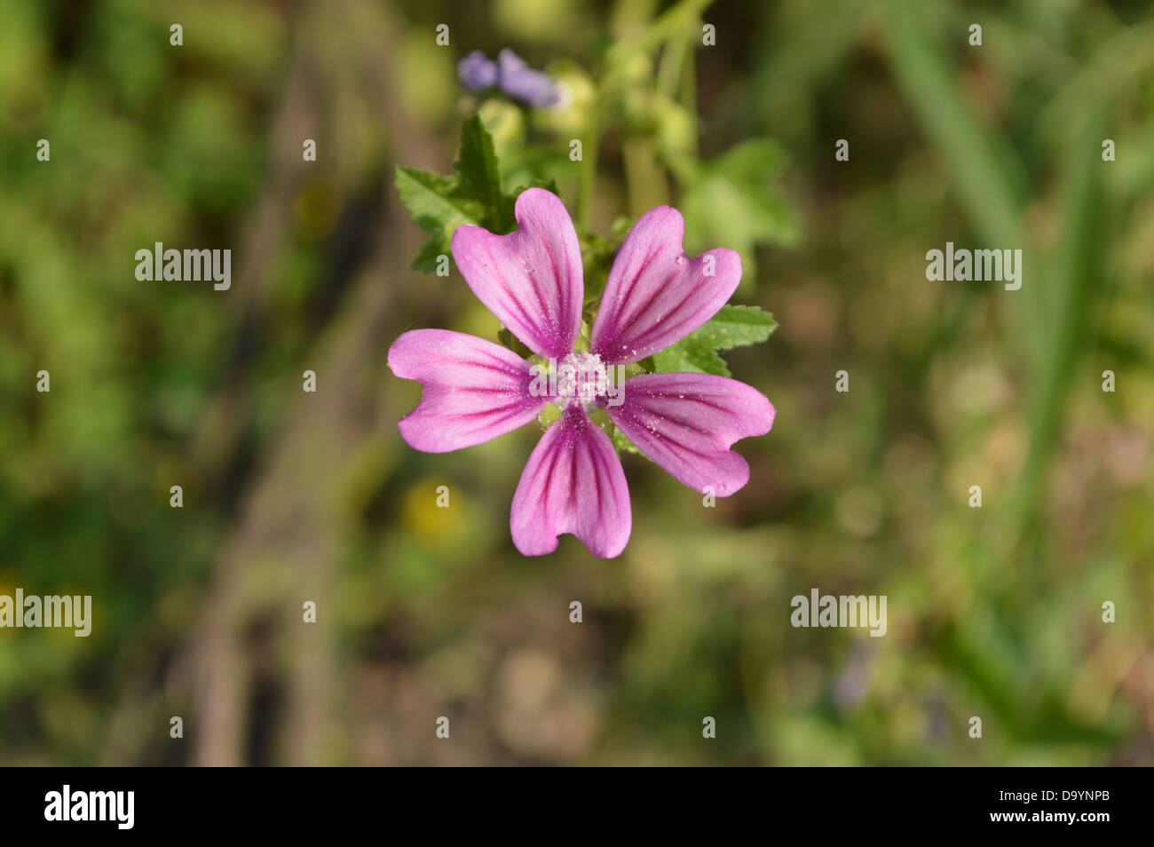 Wild Flower, Violet, Purple, India, Spring, Flower, Nature Stock Photo
