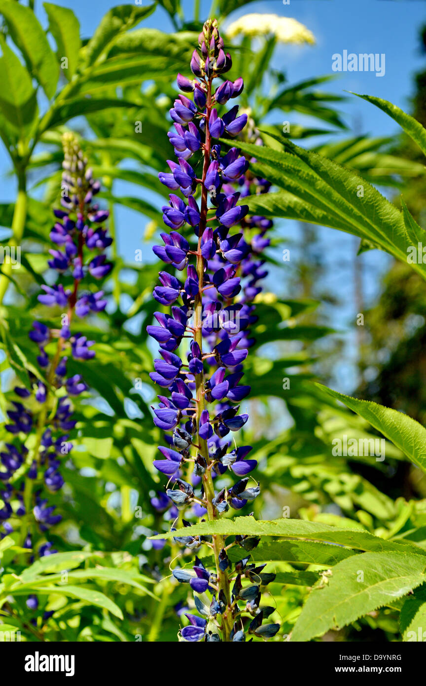 Flower, Purple, Inflorescence, Stick, Violet, Lupine Stock Photo