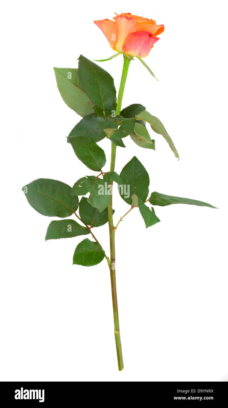 one orange rose Stock Photo Alamy