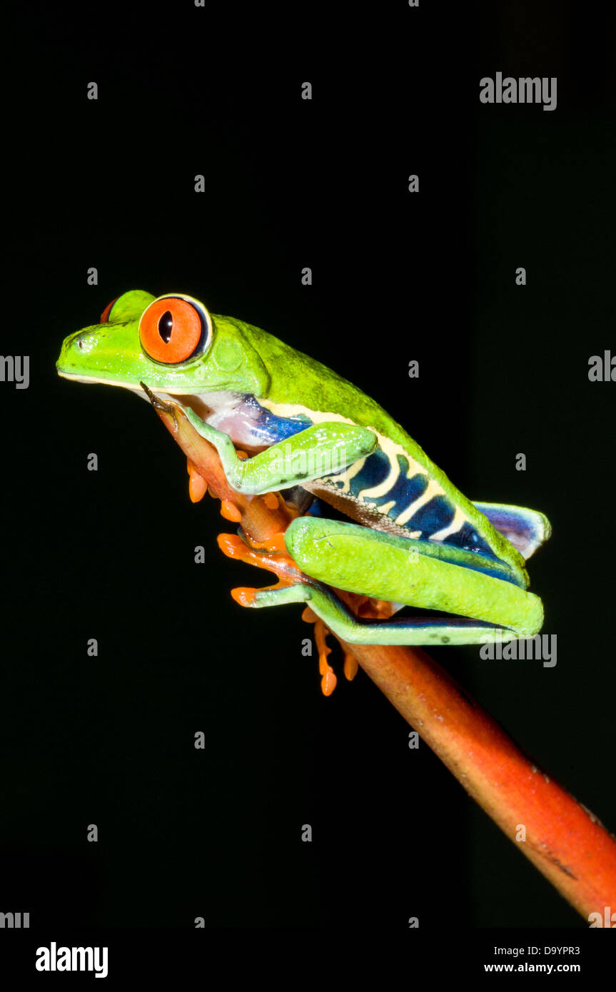 Tropical Red-eyed Tree Frog (Agalychnis callidryas) on Heliconia plant Stock Photo