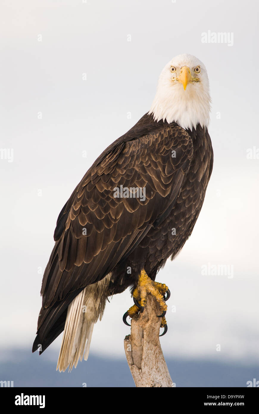 Bald Eagle (Haliaeetus leucocephalus Stock Photo - Alamy