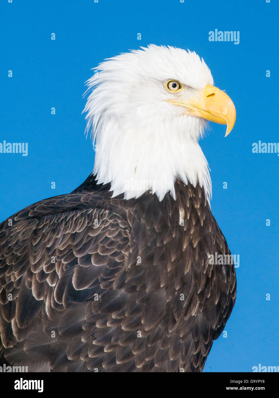 Bald Eagle (Haliaeetus leucocephalus) Stock Photo