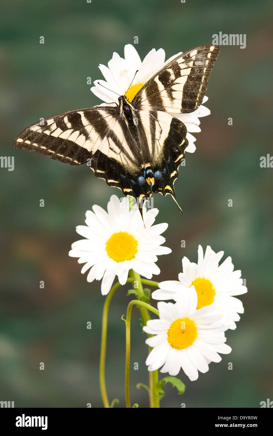 Pale Swallowtail Butterfly (Papilio eurymedon Stock Photo Alamy