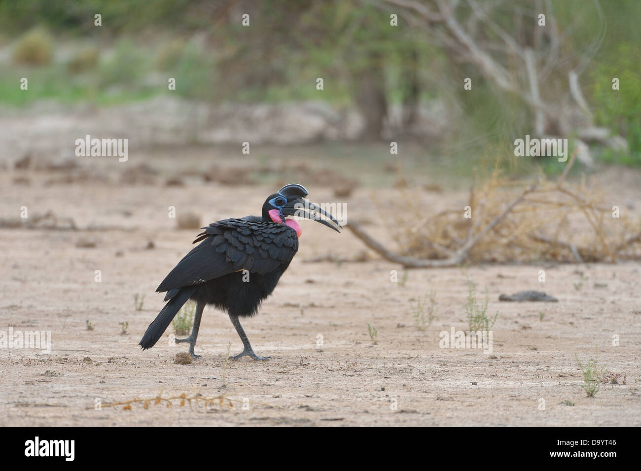 Abyssinian Ground-Hornbill - Northern Ground-Hornbill (Bucorvus abyssinicus) looking for food on the ground W Regional Park Stock Photo