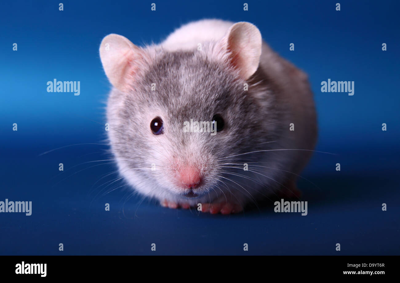 Syrian Hamster on blue background Stock Photo
