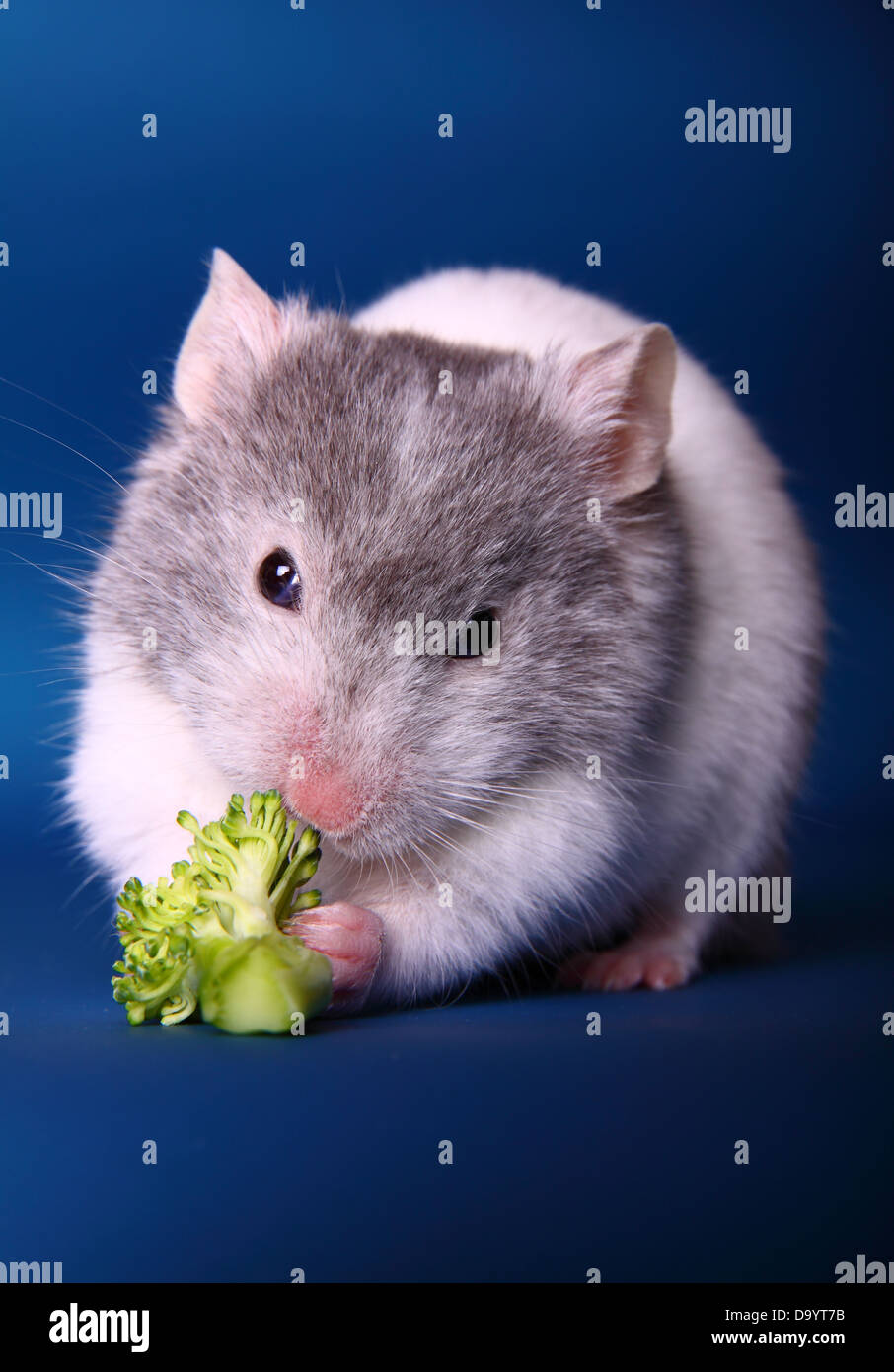 Syrian Hamster eating broccoli Stock Photo Alamy