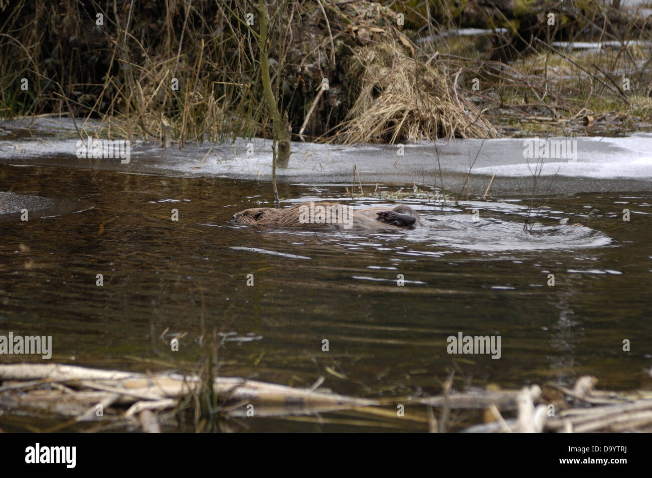 Eurasian Beaver (Castor fiber) pair mating in water in winter Stock ...