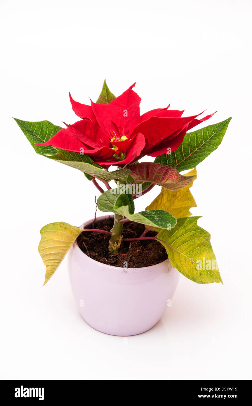 Christmas plant with its characteristic red leaves Stock Photo Alamy