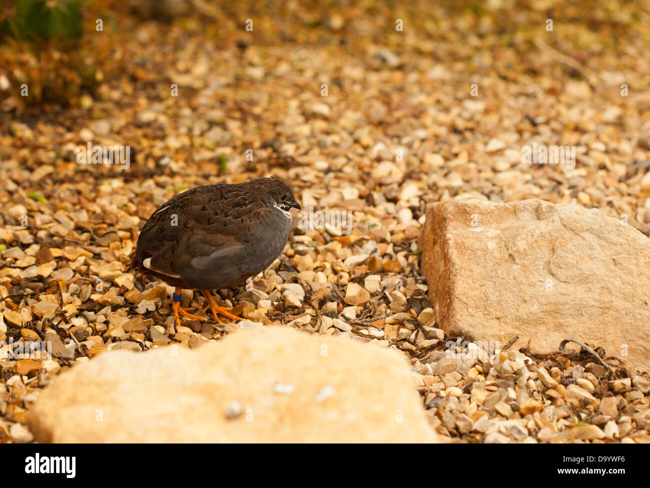 Chinese painted quail male Stock Photo Alamy