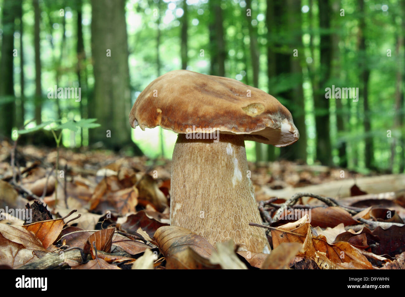 Mushroom Boletus Stock Photo